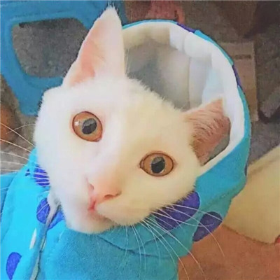 中山DJ嘉敏-全国语Electro音乐抖音红歌可可托海的牧羊人串烧